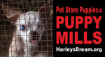 Pet Store Puppies - Awareness Magnets (set of 10)