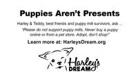 Puppies Aren't Presents - Awareness Cards (50 pk)