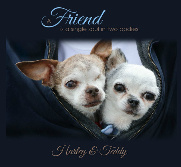Harley & Teddy "Friends" - Canvas Gallery Photo - 10x10