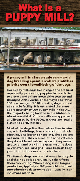What is a Puppy Mill - (50 pk) Rack Card / Brochure